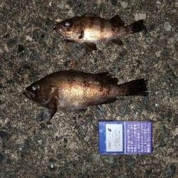 中潮大当り？メバリング