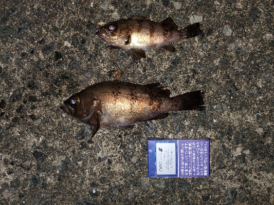 中潮大当り？メバリング