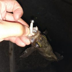 ちょっと遠くへメバリング