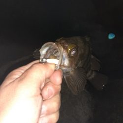 和歌山でメバリング