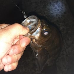 いつものメバル調査