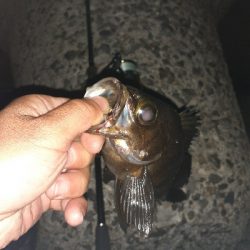 爆風メバル調査