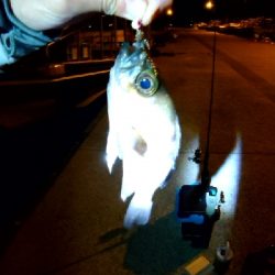 メバルシーズン終わり？