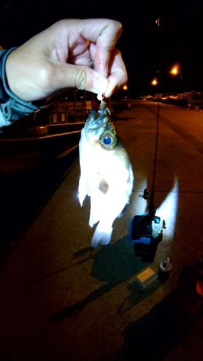 メバルシーズン終わり？