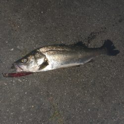 バチ抜けパトロール１