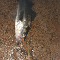 バチ抜け調査vol.2