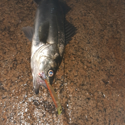 バチ抜け調査vol.2