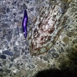 春イカ釣れました。