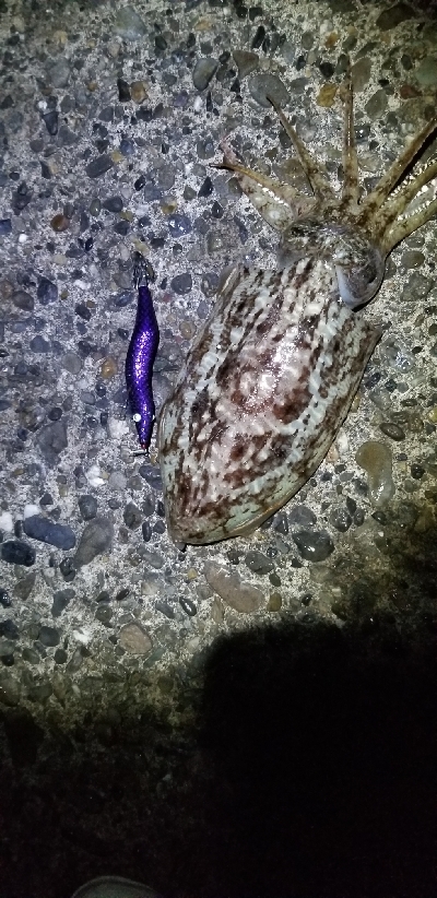 春イカ釣れました。