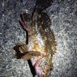 メバル狙いが……