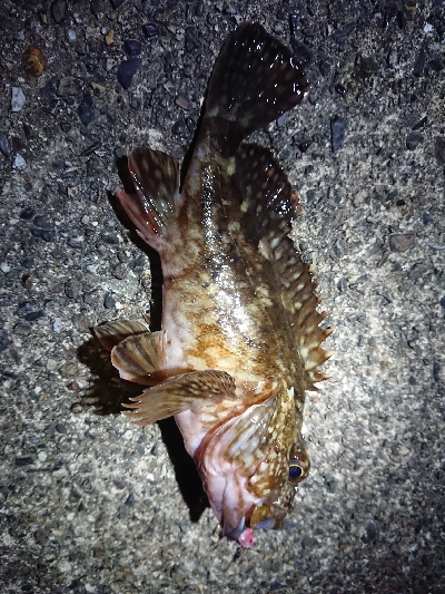 メバル狙いが……