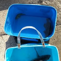 のっこみクロダイ