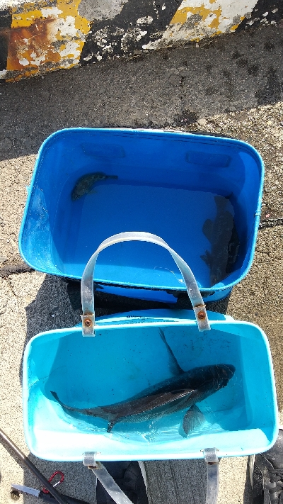 のっこみクロダイ