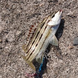 鰆のシーズン堪能