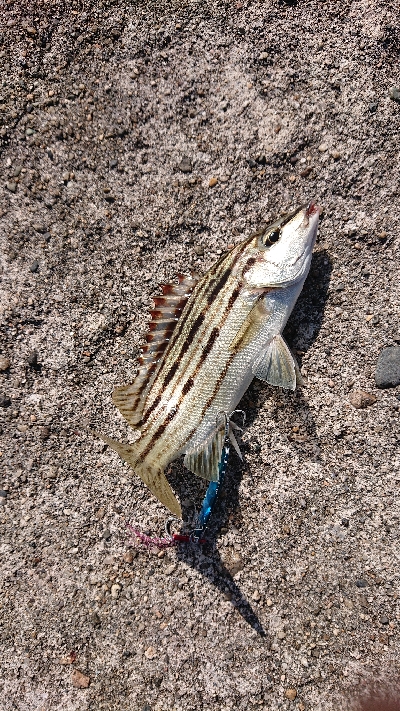 鰆のシーズン堪能