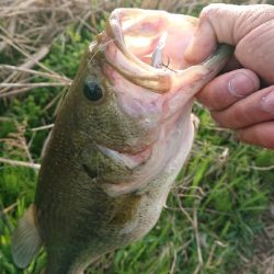 プリメス釣れました！
