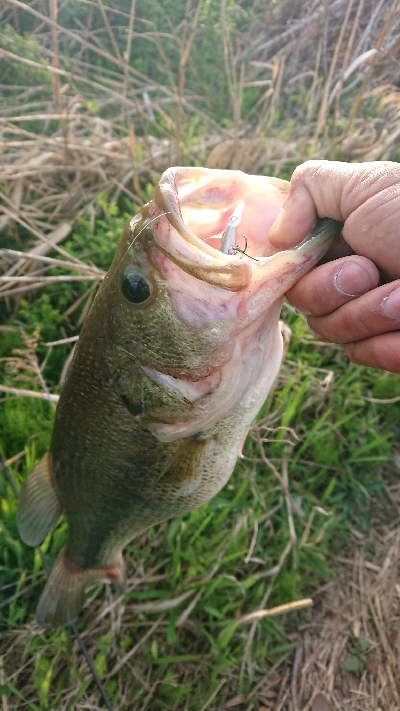 プリメス釣れました！