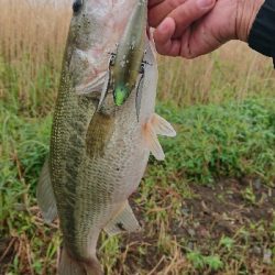 ダッジでプリメスキャッチ