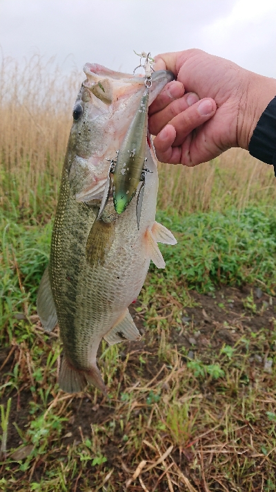 ダッジでプリメスキャッチ