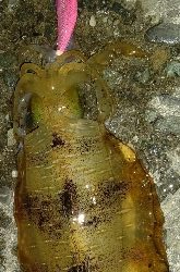 春イカのはずがサイズは秋イカ