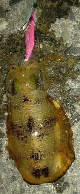 春イカのはずがサイズは秋イカ