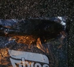 ショアジグング