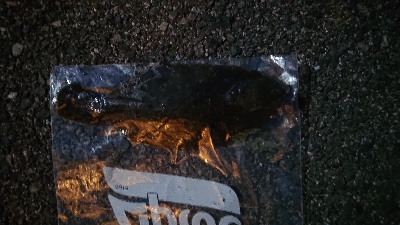 ショアジグング