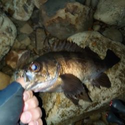 良型メバルガシラ