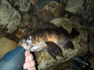 良型メバルガシラ