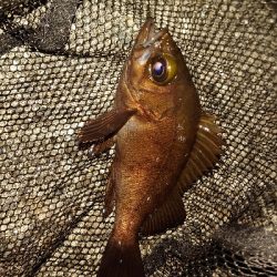 メバル少ないのかな