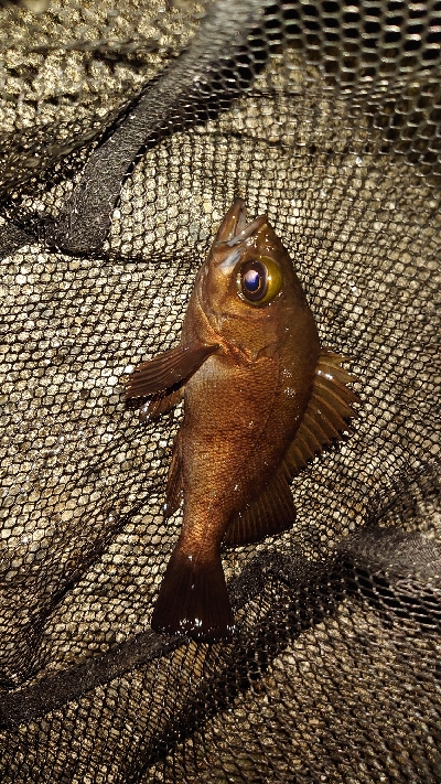 メバル少ないのかな