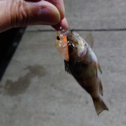 ゲストのみ現る