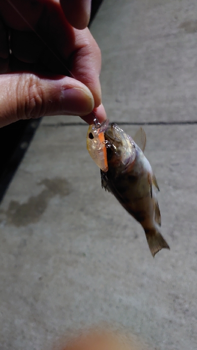 ゲストのみ現る