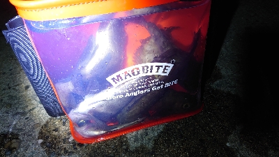 メバルシーズン真っ只中