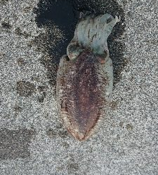 ホタルイカ惨敗…でも、…