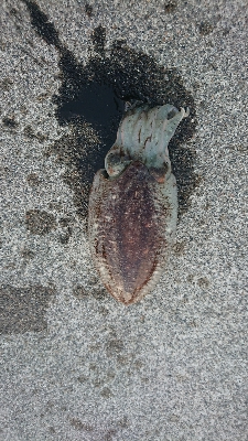 ホタルイカ惨敗…でも、…