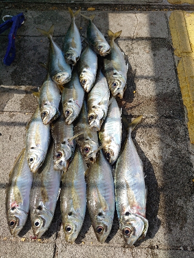 苦手なカゴ釣り