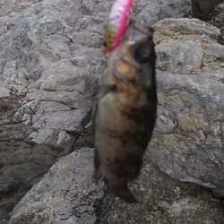 ロックフィッシュ