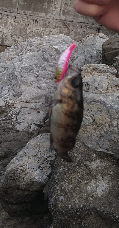 ロックフィッシュ