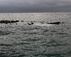 テトラのサラシでヒラセイゴ