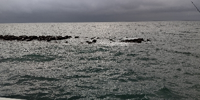 テトラのサラシでヒラセイゴ