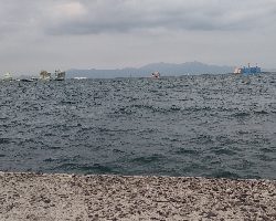 衝撃のチャイロマルハタ