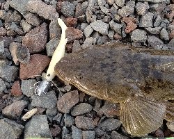 今年、３匹目！