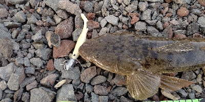 今年、３匹目！