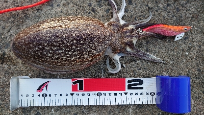 コウイカエギング