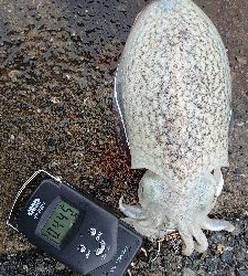 コウイカエギング