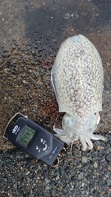 コウイカエギング