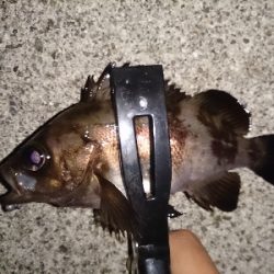 アジ見つけられず