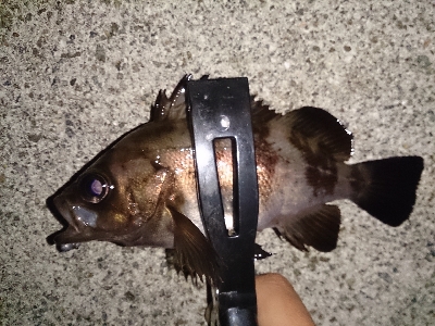 アジ見つけられず