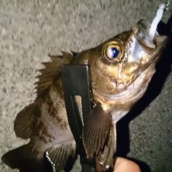 朝マズメにメバル